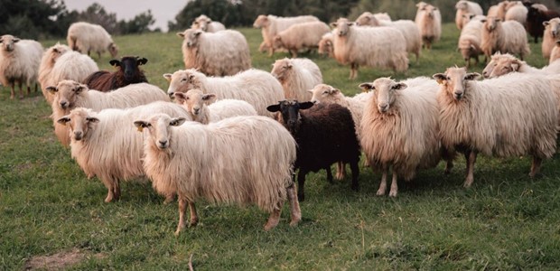 "Υπάρχει εγκεκριμένο εμβόλιο για την ευλογιά, δεν το ζητήσαμε"